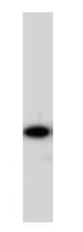 Anti-PDIA6 antibody used in Western Blot (WB). GTX11432