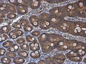 Anti-FACL4 antibody [N1N3] used in IHC (Paraffin sections) (IHC-P). GTX114399