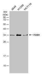 Anti-FOXI1 antibody [N2C3] used in Western Blot (WB). GTX114408