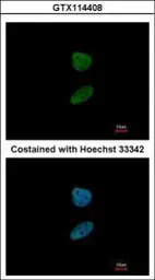 Anti-FOXI1 antibody [N2C3] used in Immunocytochemistry/ Immunofluorescence (ICC/IF). GTX114408