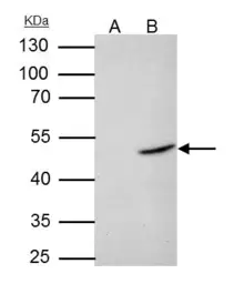 Anti-Flotillin 2 antibody [N1C1] used in Immunoprecipitation (IP). GTX114411