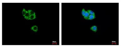 Anti-GCDH antibody used in Immunocytochemistry/ Immunofluorescence (ICC/IF). GTX114427