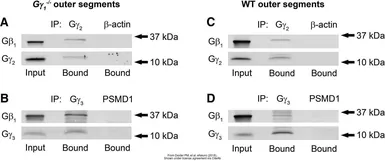 Anti-GNB1 antibody used in Western Blot (WB). GTX114442