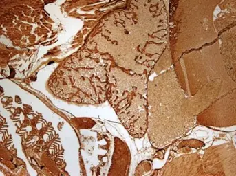 Anti-GNB1 antibody used in IHC (Paraffin sections) (IHC-P). GTX114442