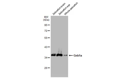 Anti-GNB1 antibody used in Western Blot (WB). GTX114442