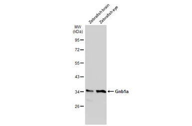 Anti-GNB1 antibody used in Western Blot (WB). GTX114442
