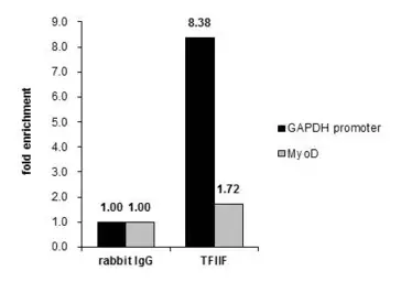 Anti-TFIIF antibody used in ChIP assay (ChIP assay). GTX114455