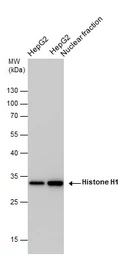 Anti-Histone H1.0 antibody used in Western Blot (WB). GTX114462