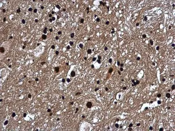 Anti-Histone H1.0 antibody used in IHC (Paraffin sections) (IHC-P). GTX114462