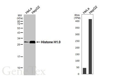 Anti-Histone H1.0 antibody used in Western Blot (WB). GTX114462
