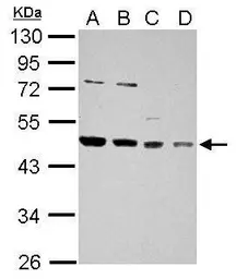 Anti-HDJ2 antibody used in Western Blot (WB). GTX114482