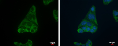 Anti-FADS1 antibody used in Immunocytochemistry/ Immunofluorescence (ICC/IF). GTX114528