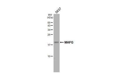 Anti-MAFG antibody used in Western Blot (WB). GTX114541
