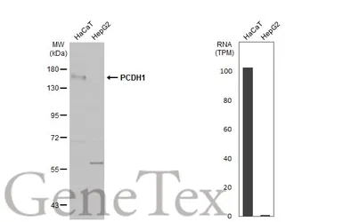 Anti-PCDH1 antibody [C2C3], C-term used in Western Blot (WB). GTX114620