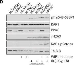 Anti-PPP4C antibody used in Western Blot (WB). GTX114659