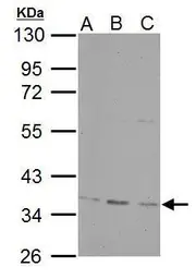 Anti-PPP4C antibody used in Western Blot (WB). GTX114659