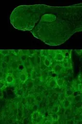 Anti-RPL9 antibody used in IHC (Whole mount) (IHC-Wm). GTX114728
