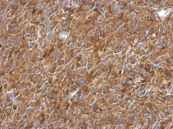 Anti-RPL9 antibody used in IHC (Paraffin sections) (IHC-P). GTX114728