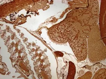 Anti-Aldolase B antibody used in IHC (Paraffin sections) (IHC-P). GTX114914