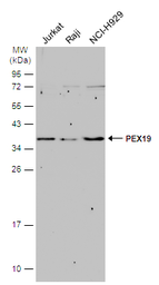 Anti-PEX19 antibody used in Western Blot (WB). GTX114959