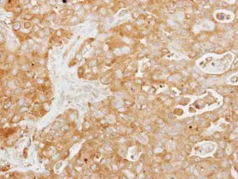 Anti-Tuftelin 1 antibody [N3C3] used in IHC (Paraffin sections) (IHC-P). GTX115014