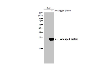 Anti-HA tag antibody (HRP) used in Western Blot (WB). GTX115044-01