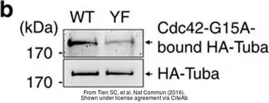 Anti-HA tag antibody used in Western Blot (WB). GTX115044