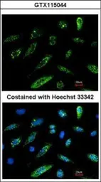 Anti-HA tag antibody used in Immunocytochemistry/ Immunofluorescence (ICC/IF). GTX115044