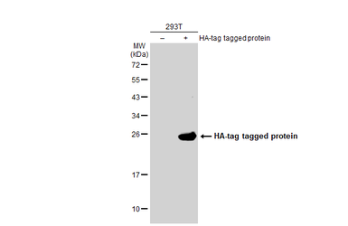 Anti-HA tag antibody used in Western Blot (WB). GTX115044