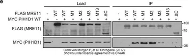 Anti-Myc tag antibody used in Western Blot (WB). GTX115046