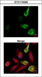 Anti-Myc tag antibody used in Immunocytochemistry/ Immunofluorescence (ICC/IF). GTX115046