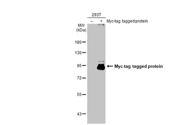Anti-Myc tag antibody used in Western Blot (WB). GTX115046