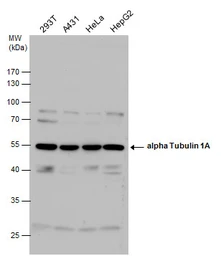 Anti-alpha Tubulin 1A antibody used in Western Blot (WB). GTX115048