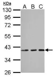 Anti-AIMP1 antibody used in Western Blot (WB). GTX115209