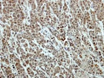 Anti-EFTUD2 antibody [C1C3] used in IHC (Paraffin sections) (IHC-P). GTX115222