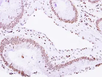 Anti-VPS4B antibody [N3C3] used in IHC (Paraffin sections) (IHC-P). GTX115249