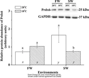 Anti-Peroxiredoxin 6 antibody used in Western Blot (WB). GTX115262