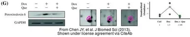 Anti-Peroxiredoxin 6 antibody used in Western Blot (WB). GTX115262