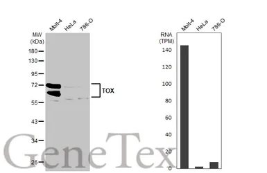 Anti-TOX antibody [N1C1] used in Western Blot (WB). GTX115287