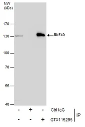 Anti-RNF40 antibody [N1N2], N-term used in Immunoprecipitation (IP). GTX115295
