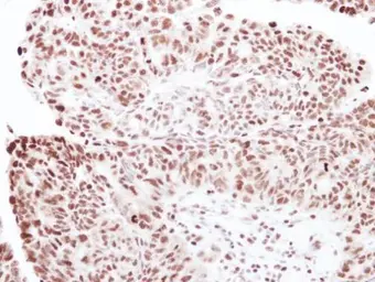 Anti-RNF40 antibody [N1N2], N-term used in IHC (Paraffin sections) (IHC-P). GTX115295