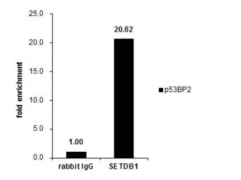 Anti-SETDB1 antibody [N1], N-term used in ChIP assay (ChIP assay). GTX115305