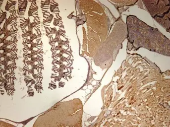 Anti-DNAJA2 antibody [N1C2] used in IHC (Paraffin sections) (IHC-P). GTX115393