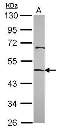 Anti-MAEA antibody used in Western Blot (WB). GTX115394