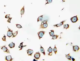 Anti-HSP60 antibody used in Immunocytochemistry/ Immunofluorescence (ICC/IF). GTX11540