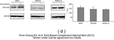 Anti-Histone H3.3B antibody used in Western Blot (WB). GTX115549