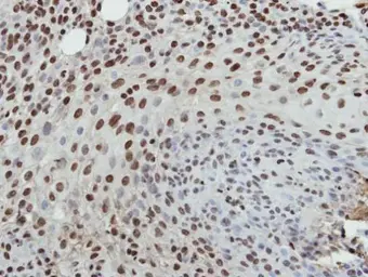 Anti-Histone H3.3B antibody used in IHC (Paraffin sections) (IHC-P). GTX115549