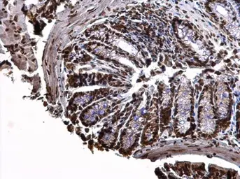 Anti-Histone H3.3B antibody used in IHC (Paraffin sections) (IHC-P). GTX115549