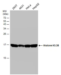 Anti-Histone H3.3B antibody used in Western Blot (WB). GTX115549