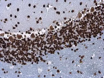 Anti-Histone H3.3B antibody used in IHC (Paraffin sections) (IHC-P). GTX115549